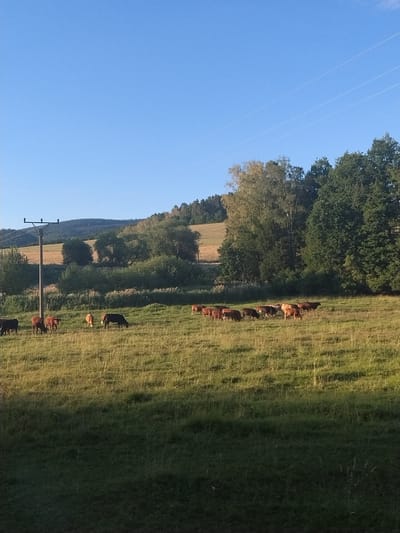 A herd of brown and black cows graze in a grassy field under a clear blue sky. The field is dotted with patches of sunlight and shadow, and a gentle hill covered with trees rises in the background. A wooden utility pole stands to the left of the frame, with power lines stretching across the sky. The scene is peaceful and idyllic, suggesting a rural setting. The image was taken in the Czech Republic.
