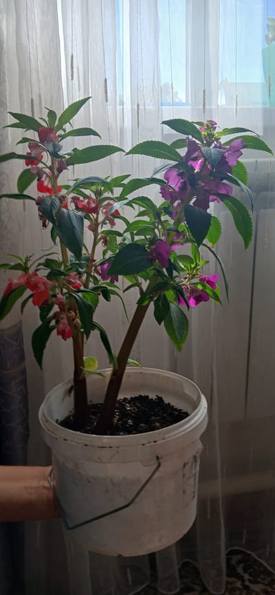 The image depicts a potted plant with pink and purple flowers, likely impatiens, placed in a white plastic bucket. The bucket has a metal handle and appears to be used as a planter. The plant is positioned indoors, near a window covered by translucent white blinds. Sunlight filters through the blinds, creating a bright, airy atmosphere. The scene is set on a horizontal surface, possibly a table or shelf, and the orientation of the image suggests it might have been taken from a slightly elevated or tilted angle. There is no visible text in the image. The time of day appears to be daytime, given the natural light. The location context provided is Mihaylovka, Kyrgyzstan, which does not offer further visual cues within the image itself. The overall impression is a simple, domestic scene showcasing a flowering plant.
