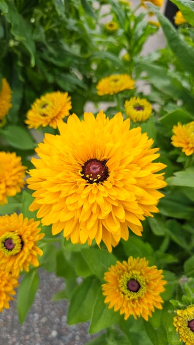 A close-up, vertical shot features a cluster of bright yellow, double-petaled flowers against a backdrop of lush green foliage. The central flower, the largest and most in focus, exhibits a deep burgundy center surrounded by numerous tightly packed, layered petals. Several other similar flowers, varying in size and focus, are visible throughout the frame, some with fully opened blooms and others appearing as buds or partially bloomed. The greenery is dense and unfocused, creating a soft bokeh effect that emphasizes the vibrant yellow of the flowers. The scene appears to be an outdoor garden setting, possibly in the city of Cheonan-si, South Korea.