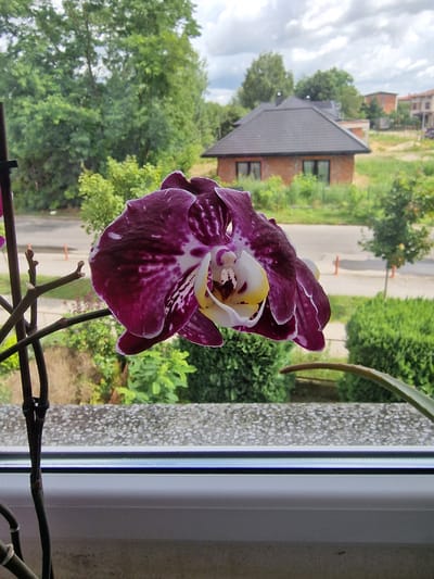 The image is a close-up shot of a purple and white orchid flower positioned in the foreground. The orchid is on a dark stem and appears to be indoors, placed on a windowsill. Behind the orchid, a blurred outdoor scene is visible through a window. The outdoor environment shows green trees, a road with two orange cones, and two houses under construction with brick exteriors and dark roofs. The sky is partly cloudy. The windowsill has a stone-like texture. The overall scene is of a domestic setting with an urban or semi-urban background.
