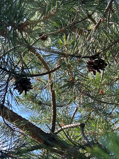 The image shows a close-up view of a pine tree with its needles and branches. Two pine cones are visible, one hanging from a branch on the left side of the frame and another on the right. The background is a clear blue sky, suggesting it is daytime. The location is identified as Слава Снт, Russia. There are no people or any discernible actions or interactions. The environment is natural, dominated by the pine tree's foliage.