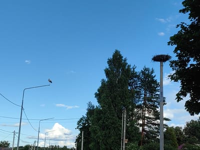 The image depicts an outdoor scene in the city of Arkhangel'skoe (Sp Veselevskoe), Russia. The sky is a clear blue with a few scattered white clouds. In the foreground, several utility poles and streetlights are visible, along with a network of overhead wires. On the left side of the image, a bird, possibly a stork, is perched on top of a streetlight. To the right, a large, intricately constructed nest sits atop another utility pole. The background is filled with lush green trees of varying heights, suggesting a suburban or rural environment. The overall impression is one of a tranquil, everyday setting.
