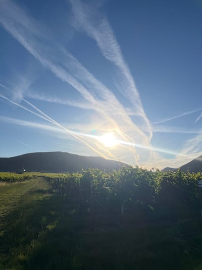 The image depicts a vineyard at sunrise in Flemlingen, Germany. The sun is low in the sky, casting a bright glare and creating lens flare effects. The sky is a clear blue, populated with numerous white contrails from airplanes, creating a dramatic, crisscrossing pattern. In the foreground, rows of grapevines, lush with green leaves, are visible, with wooden posts supporting them. A grassy path runs alongside the vineyard, leading towards a distant, dark hillside. On the left side of the hillside, a small, white structure, possibly a building or a church tower, is silhouetted against the sky. The overall impression is one of a serene, rural landscape bathed in the warm light of early morning.