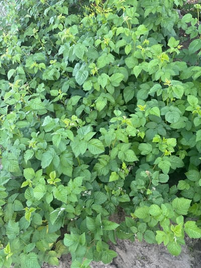 The image shows a dense patch of green foliage, likely raspberry bushes, covering the ground. The leaves are varied in size and shape, with some appearing brighter green and newer growth. There are also a few small white flowers scattered throughout the plants. The ground beneath the foliage appears to be soil, with some areas showing cracked earth. The overall impression is one of lush, natural growth in an outdoor setting. The location is identified as Filipeni, Moldova.