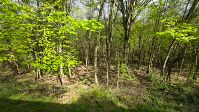 This media file captures a vibrant, sunlit forest scene in Boltata, Bulgaria, characterized by a dense concentration of trees. The primary subjects are numerous slender tree trunks, varying in thickness and reaching skyward, forming a thick woodland. Many trees are adorned with abundant, bright green leaves, indicative of springtime or early summer. A notable detail is the slight blur on some foreground leaves, suggesting either motion from wind or the photographer's movement.

The ground is uneven and covered with a patchwork of dried brown leaves and patches of fresh green undergrowth and shrubs. Sunlight streams through the canopy, casting long, distinct shadows across the forest floor, implying a daytime setting with clear, sunny weather, possibly morning or late afternoon. One prominent tree trunk in the midground is visibly covered in climbing ivy.

No human activity or people are visible in the image, emphasizing the natural and untouched quality of the woodland. The scene conveys a sense of peacefulness and natural vitality. There is no visible text.