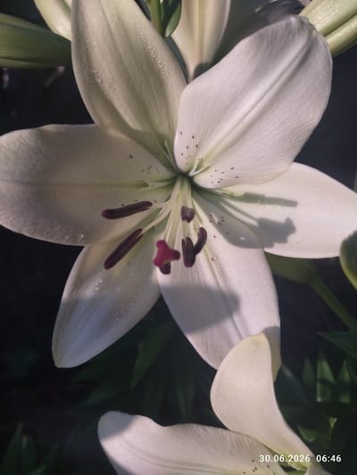 A close-up, vertical shot of a white lily flower with dark purple stamens and a pink stigma. The petals are wet with dew drops, reflecting the sunlight. In the lower right corner, a timestamp reads "30.06.2026 06:46". The background is dark and blurred, with hints of green foliage. The image appears to be taken in an outdoor garden setting, likely in the city of Zavodske, Ukraine, as indicated by the timestamp and geolocation context. There are no people or active interactions visible. The scene is static and focuses solely on the flower.