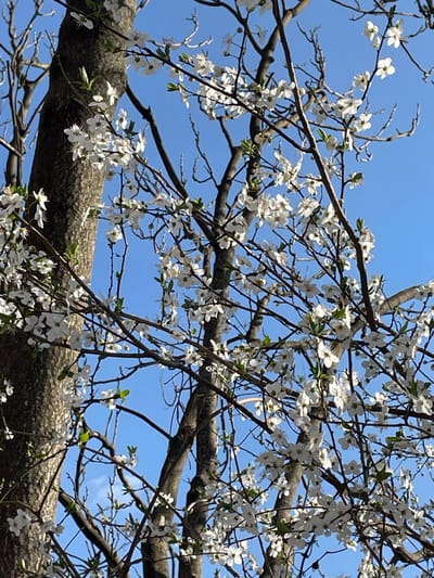 The image displays a blooming deciduous tree in Blagaj, Bosnia and Herzegovina, under a clear, bright blue sky. Numerous white, five-petaled flowers are densely clustered on the tree's branches, with a few small, nascent green leaves interspersed among the blossoms. A thick, textured tree trunk with dark bark is prominent on the left side of the frame, while other thinner branches and trunks extend throughout the scene. The lighting suggests natural daylight. No people, animals, or man-made structures are distinctly visible within the frame, beyond the natural elements of the tree and sky. The scene is static, capturing the tree in a state of full bloom.