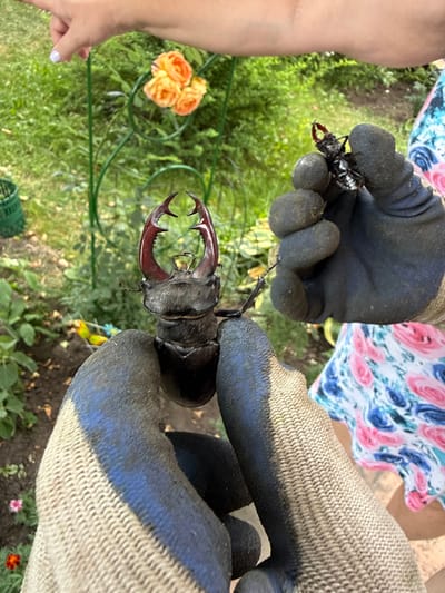 In an outdoor garden setting, potentially in Nizhne-Chufichevo, Russia, two large stag beetles are prominently displayed. One beetle, a male with prominent reddish-brown mandibles, is held by a person wearing a beige and blue striped gardening glove. This beetle is the primary subject in the foreground. Another, smaller stag beetle, appears to be held by a second person wearing a dark-colored glove, with its body partially visible and its red mandibles extended. A hand with a light purple fingernail is seen pointing towards the background, where a cluster of orange roses on a green metal trellis is visible, surrounded by lush green foliage and ground cover. The background also includes a glimpse of a person wearing a floral-patterned garment. The overall scene suggests an observation or collection of insects within a garden environment.