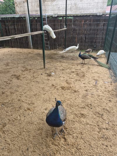The image depicts an outdoor enclosure, likely a zoo or aviary, located in the city of Volzhskii, Russia. The ground is covered with sand and straw. Several peacocks are present. In the foreground, a male peacock with iridescent blue and green plumage stands facing the camera, its long tail feathers fanned out. In the background, a white peacock stands on a wooden beam, perched above a ladder. Further back, another white peacock is visible on the ground, along with a brown peacock. The enclosure is surrounded by a wooden fence and wire mesh. The sky is overcast.