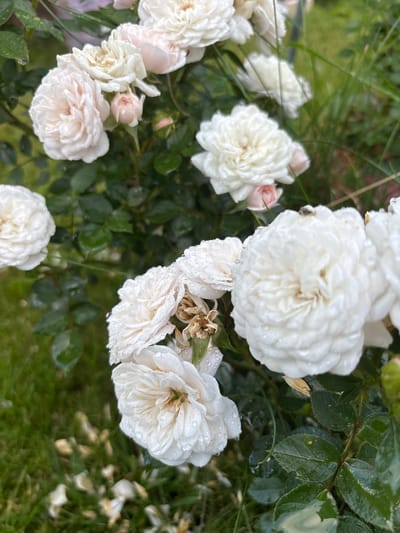 A close-up shot captures a cluster of white roses, some with delicate pink hues, glistening with water droplets, suggesting recent rain or dew. The roses are in various stages of bloom, with fully opened flowers and tightly furled buds visible. The textured petals of the fully bloomed roses are evident, and some appear to be ruffled or frilled. Amongst the pristine white and pink blossoms, a few dried, browning rose heads are also present, adding a touch of ephemeral beauty to the scene.
The backdrop consists of lush green foliage, with blades of grass and the leaves of the rose bushes providing a natural setting. The leaves are also speckled with water droplets, reinforcing the impression of a damp environment. The lighting appears soft and diffused, characteristic of an overcast day or early morning. The overall mood is serene and natural, highlighting the delicate beauty of the flowers after a shower. The image does not contain any visible text. The location is identified as Bogorodsk, Russia.