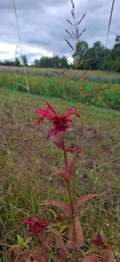 A close-up, low-angle shot captures a vibrant red Bee Balm flower in the foreground, its delicate petals unfurling against a backdrop of a lush green field dotted with orange and purple wildflowers. The flower stands tall on a slender, reddish-brown stem, surrounded by tall, wispy grasses. In the distance, a line of trees forms a blurred horizon beneath a cloudy, overcast sky. The scene is serene and natural, suggesting a peaceful outdoor setting. The location is identified as Vihi, Estonia, likely a rural or park area. There are no people or animals visible in the image.