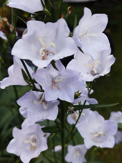 A close-up shot captures a cluster of bell-shaped, pale purple flowers in bloom. The flowers, which appear to be Campanula, are clustered on green stems against a dark, out-of-focus background. The petals are delicate and translucent, with visible stamens in the center of each bloom. Some of the flowers are fully open, while others are in various stages of unfurling. The overall impression is one of natural beauty and springtime. The image appears to have been taken outdoors in a garden or natural setting, possibly in the city of Krupiyetsk rural Council, Belarus.