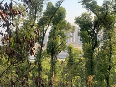 The image shows a view from a wooded area in Wuhan, China (latitude: 30.523, longitude: 114.408), looking toward a cluster of tall residential buildings in the distance. The foreground is dominated by leafy trees, some with brown, withered foliage, obscuring much of the view. The trees create a dense canopy, with only glimpses of the buildings visible through the branches. The sky is partly visible and appears clear and blue.
