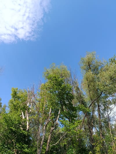 The image captures a low-angle view of a canopy of trees against a clear blue sky with scattered white clouds. The trees are a mix of deciduous and possibly some coniferous varieties, with lush green foliage dominating the scene. Some bare branches and deadwood are visible among the live trees, suggesting a natural, perhaps untended, environment. The lighting indicates it is daytime, likely midday, with sunlight filtering through the leaves. The scene appears to be in a rural or park-like setting, consistent with areas within the Voskresensky District, Russia. There are no people or animals visible in the frame. The overall impression is one of a serene, natural landscape.