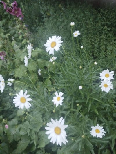 A shallow depth of field photograph captures a cluster of white daisies with yellow centers, interspersed with green foliage. In the upper left quadrant, several purple flowers, possibly hollyhocks, are visible. The image appears to be an outdoor garden scene. There is no indication of the specific location within the city of Samara, Ukraine, nor are there any people or specific actions depicted. The overall impression is of a natural, somewhat wild garden setting.