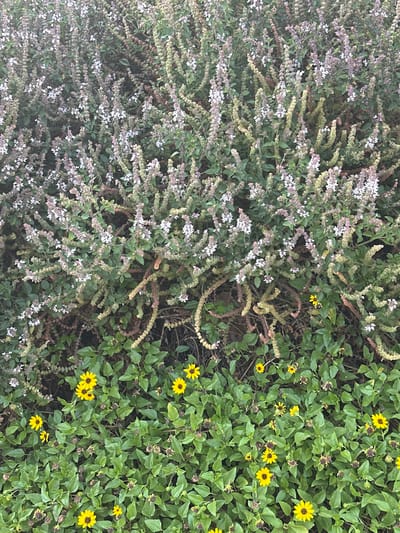 This is a top-down, slightly angled medium shot of a dense planting of two types of flowering plants. On the left, there is a plant with thin, vertical stems covered in small, pale purple and white flowers. The stems are interspersed with green leaves, and some of the stems are dried and brown. This plant appears to be flowering heavily. On the right, there is a plant with broad, vibrant green leaves and small, bright yellow flowers, each with dark brown centers. These yellow flowers are scattered throughout the green foliage. The image captures the plants in an outdoor setting, likely a garden or park, with the dark soil visible between some of the plants. The lighting suggests it is daytime, possibly late morning or early afternoon, with diffused sunlight. The scene is static, focusing solely on the natural beauty of the plants. There is no visible text in the image. The location context provided is Givat Shmuel, Israel, which implies a Mediterranean climate conducive to such flora.