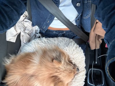 The image displays the interior of a vehicle located in Bourg-lès-Valence, France, viewed from a high angle. A person is partially visible in the front passenger seat, secured by a black seatbelt across their torso. The person wears a dark blue denim jacket, a white midriff-baring top, and dark blue drawstring sweatpants. Resting on the person's lap is a light beige shaggy pet bed, upon which a small, fluffy, light brown dog is curled and asleep. To the person's left, a crumpled light tan garment is present. To the right, a folded tan garment is visible next to a segment of the vehicle's black center console. The console features a manual gear stick (5-speed) and a handbrake lever, with a white cable draped across it.