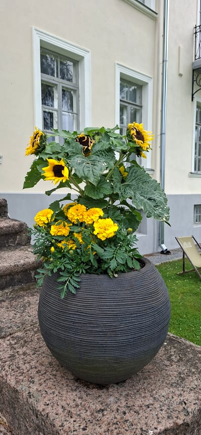 The image shows a large, textured, dark gray planter filled with sunflowers and marigolds. The planter is placed on a granite surface next to a building. The building is cream-colored with white-trimmed windows. A metal downspout is visible on the building's facade. The sunflowers are tall with large green leaves and yellow petals, some of which are wilting. The marigolds are smaller, bright yellow, and clustered together. The scene appears to be outdoors, likely in a garden or courtyard. The lighting suggests it is daytime, possibly overcast. The image has a vertical orientation. No people are visible in the image.