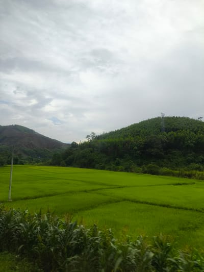The image depicts a lush green rice paddy in the city of Myui, Vietnam, under a cloudy sky. The rice field is neatly segmented into rectangular plots, with the vibrant green stalks of rice stretching towards the horizon. In the foreground, a row of green corn stalks is visible, adding texture and depth to the scene.
Behind the rice paddy, a densely forested hill rises, covered in a thick canopy of green trees. A tall, metal electricity pylon stands prominently on the hillside, its structure a stark contrast to the natural surroundings. Further in the distance, another hill appears with evidence of deforestation on its slopes, showing bare earth and some sparse vegetation.
The sky is overcast with a layer of gray clouds, suggesting a potentially rainy day. The overall impression is one of a rural landscape in Vietnam, characterized by agricultural cultivation and the presence of natural topography. There are no people or animals visible in the frame, and no actions or interactions are depicted.