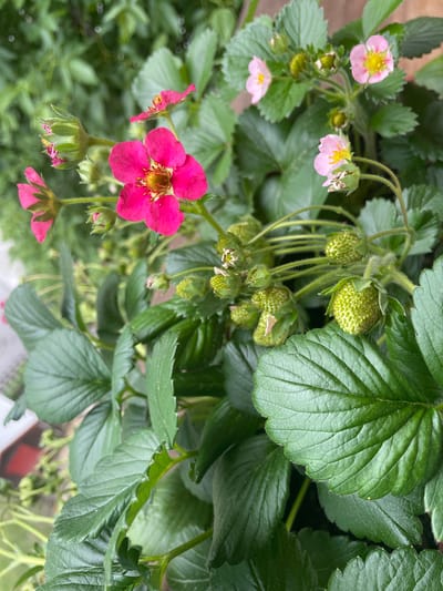 A close-up, vertical, outdoor, eye-level shot captures a strawberry plant in bloom and with developing fruit. The foreground is dominated by lush, green strawberry leaves with serrated edges and visible veins. Several small, unripe green strawberries, covered in tiny hairs, are clustered on thin stems in the mid-ground. Accompanying the developing fruit are several strawberry flowers. One prominent flower in the mid-left is a vibrant, deep pink with a yellow center. To its right, a cluster of smaller, pale pink flowers with yellow centers are visible. A few closed buds are also present. The background consists of a soft blur of more greenery, suggesting a garden or natural setting. There is no indication of a specific location in Sankt Anton im Montafon, Austria. The image is well-lit, likely by natural daylight, and the focus is sharp on the plant's details, with a shallow depth of field blurring the background. No people are present in the frame.