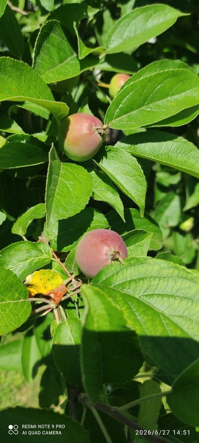 The image shows a close-up view of unripe apples on a tree branch, surrounded by vibrant green leaves. Two small apples are prominently featured, one on the left and another on the right, both exhibiting a blush of pink and red against a green base. The leaves are lush and healthy, with some dappled sunlight casting shadows across them, suggesting it is a sunny day. A single yellowed leaf is visible on the branch, hinting at the transition of seasons. The background is a blur of more green foliage and possibly grass. The image was taken outdoors, likely in a garden or orchard, given the presence of fruit-bearing trees.
Visible text in the lower right corner indicates "REDMI NOTE 9 PRO AI QUAD CAMERA" and a date and time stamp "2026/6/27 14:51". The location context provided is Ülgase, Estonia.