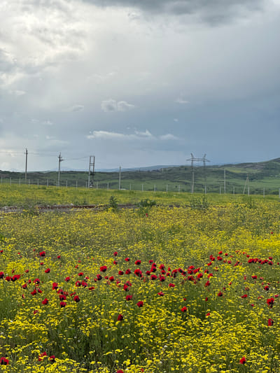 The image depicts a landscape in the vicinity of Marneuli, Georgia. A field of yellow flowers is prominent, interspersed with red poppies. Electrical pylons stretch across the middle ground, leading toward a distant hillside. The sky is cloudy, with varying shades of gray. The photograph appears to be taken during daylight hours.