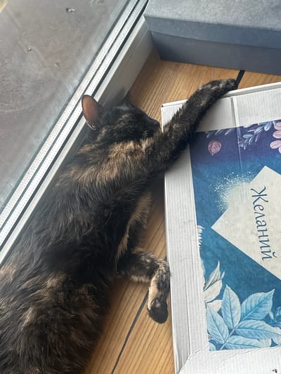 A tabby cat is resting on a wooden floor next to a grey box and a white box with blue floral decorations. The cat is lying on its back, with its legs extended and its tail curled. The white box has Cyrillic text written in a stylized font, which reads "Желаний" (Zhelaniy), meaning "wishes". The scene appears to be indoors, likely in a home, given the presence of household items. The lighting suggests it might be daytime, with natural light coming from a window, indicated by the glass and metallic frame visible in the lower left corner. The cat seems relaxed and comfortable, enjoying a peaceful moment. The overall mood is serene and domestic.