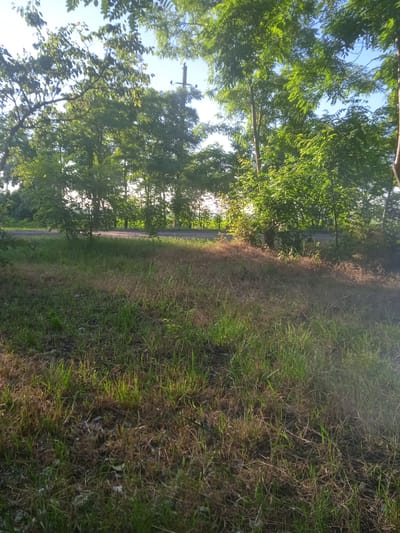 An outdoor, eye-level, medium shot captures a grassy field with a road and trees in the background. The sky is clear and blue. The grassy area in the foreground is dry and patchy with some green growth. A dirt road runs horizontally through the middle ground. Behind the road, a dense line of trees forms a backdrop. The sun is shining, casting shadows and highlighting the scene. The image appears to be taken in Rîșcani, Moldova.