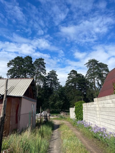 This image depicts a rural or semi-rural scene in what is described as the city of Vasilevka, Russia. The foreground features a dirt pathway, approximately two meters wide, leading towards the background and slightly curving to the left. The path is bordered on both sides by tall, unkempt grass, exhibiting both green and dried stalks.

On the left side of the path, a small, single-story building with pale pink or peach-colored walls is visible. Its roof is made of weathered, corrugated gray material, possibly asbestos cement. A segment of rusty, reddish-brown siding is present on the upper part of the building's left side. A simple wooden post stands vertically in the immediate left foreground. A rusty, chain-link fence separates the building from the path, behind which some discarded items, including what appear to be stacked tires, are partially visible in an overgrown area.

On the right side of the path, a tall, light gray concrete block fence extends towards the background. The fence is composed of horizontal segments, each resembling stacked concrete blocks. A dense mass of green climbing vegetation, possibly ivy, covers a section of this concrete fence. Below the fence, a continuous bed of purple iris flowers is in bloom, stretching alongside the pathway. The upper part of a building with a reddish-brown, possibly metal, corrugated roof is partially visible above the concrete fence on the far right.

In the background, a dense forest primarily composed of tall pine trees with dark green canopies dominates the landscape, extending across the horizon. The sky above is a clear, vibrant blue, dotted with scattered white cumulus and wispy cirrus clouds. No people or animals are present in the scene.