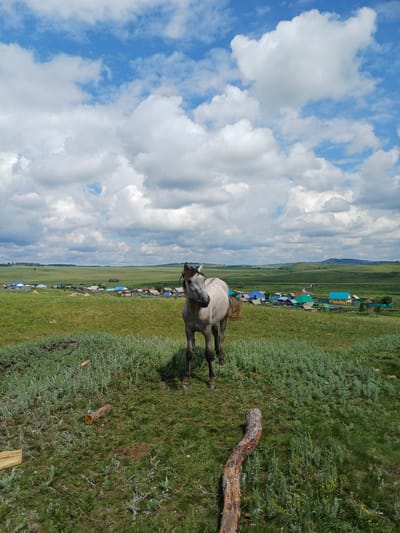 A light-colored horse stands in a grassy field with rolling hills in the background, a village with colorful rooftops, and a cloudy blue sky. The horse is positioned in the center of the frame, facing slightly to the left, with its head turned towards the viewer. In the foreground, there is tall green grass and some scattered logs. The village is visible in the mid-ground, consisting of numerous houses with brightly colored roofs, including blue, green, and yellow. The landscape beyond the village is characterized by expansive green fields and gently sloping hills. The sky is predominantly blue with large, fluffy white clouds. The scene suggests a rural setting, likely in the village of Nigamatovo, Russia, given the context. There are no people visible in the image.
