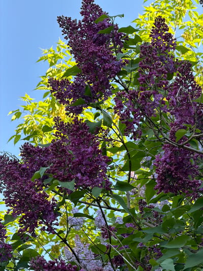 The image shows a cluster of purple lilac flowers hanging from branches with green leaves against a blue sky. Some bright green leaves from another tree are also visible. The image appears to be taken from a low angle, looking up into the tree. The location in Tarasovka, Russia is not visually discernible from the image.