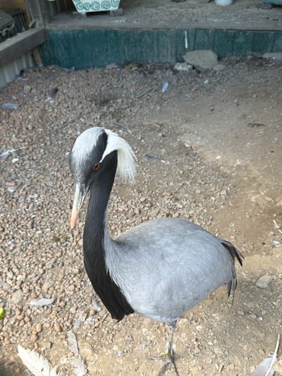A Demoiselle crane stands on a gravelly surface. The crane is mostly gray with black markings on its neck and throat, and a distinctive white crest on its head. Its eye is red, and its beak is pale orange. The bird is facing left, looking down. The background consists of a low green wall, part of a wooden structure, and more gravel with scattered feathers. The scene is outdoors, likely in an enclosure. The location is Semenovka, Russia.