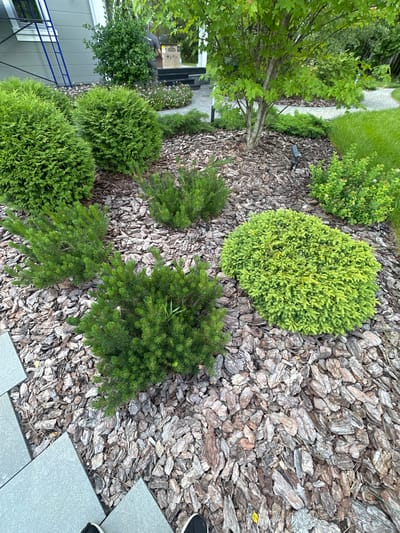 The image displays a well-maintained garden area in Uyut, Russia. The scene features a variety of evergreen shrubs and trees, meticulously shaped into rounded forms, nestled amongst a bed of coarse, light-brown bark mulch. A paved pathway, with light gray square tiles, winds through the garden. In the background, a modern house with gray siding and a white trim is partially visible, along with some outdoor lighting fixtures and a person in dark clothing near the entrance, possibly engaged in gardening or maintenance. The foliage of the plants is vibrant green, suggesting a season of growth. The overall impression is one of a peaceful and orderly outdoor space. The image is taken from a high angle, looking down at the garden. No text is visible in the image. The lighting suggests it could be daytime, with overcast conditions or late afternoon.