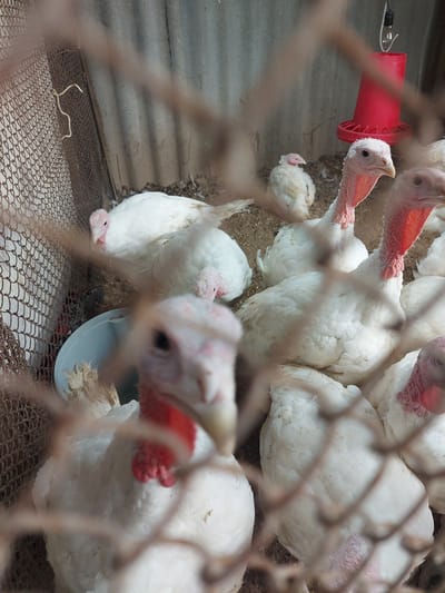 The image shows a group of young white turkeys inside a cage. A red cylindrical feeder with several circular holes sits in the upper left corner of the cage. A small light blue dish is positioned near the bottom center of the cage. The cage has a wire mesh bottom and a concrete wall behind the turkeys. The cage is made of brown wire. There are no people visible. The location in the city of Pargos, Uzbekistan is unknown.