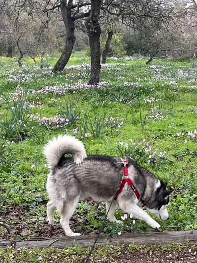 A grey, black, and white husky dog, wearing a red "Ruffwear" harness, is depicted standing in a verdant field. The dog is positioned in profile, looking towards the right, with a leash extending from its harness out of view. The ground is covered with lush green grass, interspersed with numerous small pink/purple and some yellow wildflowers. In the background, several trees with bare, intricate branches indicate late winter or early spring. The scene suggests a natural outdoor environment, possibly a park or rural area, under soft, diffused daylight. The dog appears calm and observant. The setting is in Alon HaGalil, Israel.