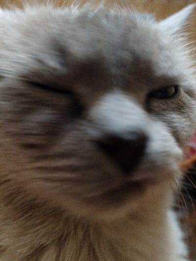The media file is a close-up, blurry photograph of a cat's face. The cat is mostly light gray with some white markings around its nose and mouth. Its left eye is clearly visible and appears to be yellow or green. The cat's right eye is partially closed, giving the impression it is winking. The fur is long and appears soft. The background is out of focus and appears to be a warm, earthy tone, possibly wood or fabric. The lighting is soft, and no shadows are sharply defined. The overall mood is informal and candid, possibly capturing a playful or sleepy moment. There is no visible text in the image. The location context provided is Magadan, Russia, but there are no specific visual cues within the image to confirm or deny this location.