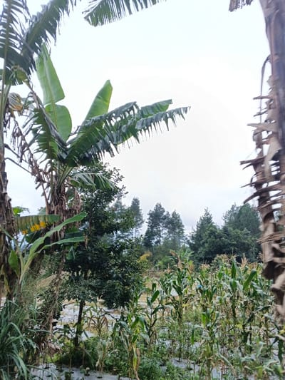 The image depicts an agricultural landscape in Kabiufa, Papua New Guinea, under an overcast sky. In the foreground and left, a banana plant with large green leaves and a section of its trunk is visible. A stripped, fibrous tree trunk partially frames the right side of the frame. The midground features a cultivated field containing numerous green corn plants arranged in rows. The soil beneath many of these plants is covered with white or light-colored agricultural plastic mulch. Beyond the immediate field, an area of dense green vegetation transitions into a line of tall evergreen trees in the background, set against a bright, uniformly grey sky. No human subjects or discernible actions are present.
