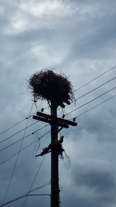 A low-angle, vertical shot captures a large bird's nest constructed from twigs and debris atop a utility pole. The nest is positioned in the upper portion of the frame, silhouetted against a cloudy, overcast sky. The utility pole is made of wood, with several crossbars and insulators visible. Multiple wires run horizontally across the frame, also silhouetted against the sky. The scene appears to be set in an outdoor, possibly rural, environment, given the presence of the utility pole and the natural construction of the nest. The lighting suggests it is daytime, but the heavy cloud cover creates a subdued, almost ominous atmosphere. The location in Kostryna, Ukraine, is noted.
