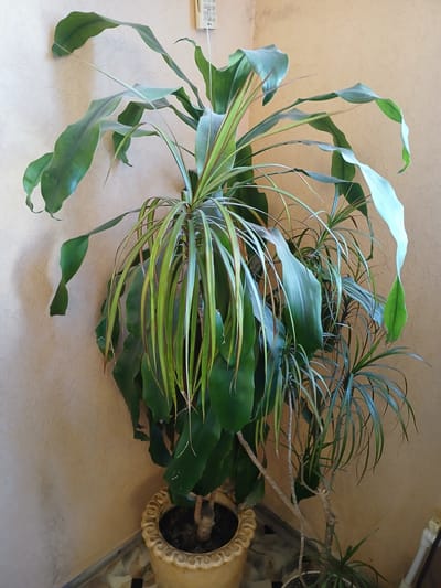 An indoor scene features two large potted Dracaena plants against a textured, beige wall. The plant on the left is taller and fuller, with wide, undulating green leaves, some of which droop significantly. The plant on the right is slimmer with thin, arching leaves. Both plants are in ornate pots, the left one a light yellow ceramic pot with a decorative rim, and the right one a white pot. A light-colored remote control is mounted on the wall above and slightly to the right of the plants. The floor is tiled with a pattern of light and dark squares. The overall impression is one of domestic interior décor.