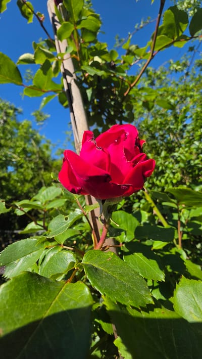 The image displays a vibrant, deep red rose captured in a sunny outdoor setting, likely a garden in Magny-les-Hameaux, France. The rose, still partially unfurled, is positioned towards the center-right, its rich crimson petals standing out against a clear, bright blue sky. Minor imperfections, possibly small holes, are visible on some of the petals.
The rose is encompassed by lush, green leaves of its plant, some in sharp focus and others softly blurred in the background. Thorny stems are also visible amongst the foliage. Strong, direct sunlight bathes the scene, illuminating the leaves and creating distinct, dark shadows, which highlights their texture and vibrant green hue.
A significant portion of the background consists of a brilliant, azure blue sky, indicating clear weather conditions. Further back, out-of-focus green foliage from other trees or bushes suggests a natural, expansive outdoor environment. A slender, light-colored horizontal bar, possibly part of a trellis or garden structure, is partially visible behind some leaves in the mid-left area. The bright lighting suggests it's daytime, likely morning or afternoon, with no visible text. The photograph is oriented vertically, with the sky appearing along the left side.