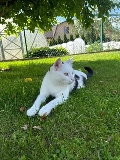 A black and white cat with green eyes is lying on a lush green lawn under the shade of a tree. The cat is facing to the right, with its body stretched out. The background shows a fence, a greenhouse, and a house with a brown roof. The scene appears to be in a rural setting, possibly a backyard in Astrashitskagaradokski rural council, Belarus, given the presence of a greenhouse and a residential building. The sunlight casts shadows from the tree onto the grass. There are a few fallen leaves scattered on the lawn. The overall atmosphere is peaceful and domestic.