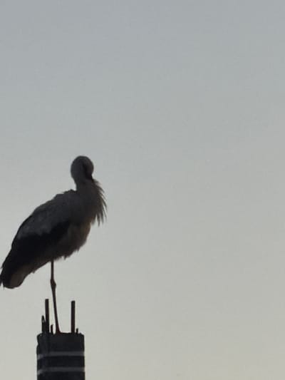 A lone stork stands on top of a dark, weathered structure that appears to be a chimney or a ventilation shaft. The stork is silhouetted against a pale, overcast sky, with its body facing to the left and its head turned to the right, tucked down as if grooming or resting. Its long legs are visible, supporting its weight on the uneven surface. The structure it stands on is rectangular with visible vertical elements protruding from its top. The overall scene suggests an urban or semi-urban environment, likely in the city of Primernoe, Russia, given the context. The lighting is dim, indicating it could be early morning or late evening.