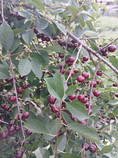 The image depicts a close-up of a cherry tree laden with ripe cherries. The cherries are dark red and are clustered on branches amidst green leaves. The focus is on the fruit and foliage, with the background blurred, suggesting an outdoor setting. There are no people or animals visible in the image. The scene appears to be a natural environment, likely a garden or orchard, given the abundance of fruit. The overall impression is one of a bountiful harvest.