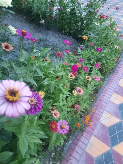 The image shows a garden bed filled with numerous Zinnia flowers in various vibrant colors, including pink, purple, orange, red, and yellow. The flowers are in full bloom, with some showing open petals and others still budding. They are densely planted amidst lush green foliage. To the right of the flower bed, there is a decorative border made of pink and beige tiles arranged in a diamond pattern, leading up to a darker tiled pathway. The ground in the garden bed appears to be dry and cracked soil, with some sparse patches of grass. The lighting suggests it might be daytime, possibly late afternoon, given the soft light and shadows. The scene evokes a sense of natural beauty and tranquility, typical of a well-maintained garden. There is no visible text in the image. The location context is Hulbuk, Tajikistan.