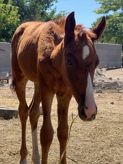 A brown foal stands in a dry, dusty yard in Дачное, Kyrgyzstan. The foal has a white blaze on its forehead and a white stripe down its nose. The background shows a brick wall, some trees, and a clear blue sky. The ground is covered in dry grass and dirt. The foal is facing towards the camera, its head tilted slightly.