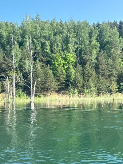 The image shows a wooded shoreline reflected in a body of water. The left side of the image shows a dense forest with varying shades of green foliage. A dead tree with bare branches stands near the water's edge. The reflection in the water creates a distorted image of the trees and shoreline, with the water appearing green. The sky is visible in the upper left corner and is a clear blue.
The location in the city of Dzerzhinsky, Russia is not discernible from this image. More context would be required to verify the location.