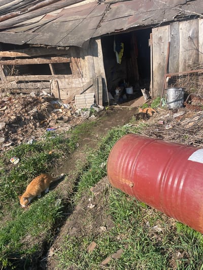 The image depicts a dilapidated structure, likely a shed or outbuilding, adjacent to a trash-strewn area in a grassy field, possibly in the city of Поедуги, Russia. The building is made of weathered wood and corrugated metal, with a large opening or doorway revealing a dark interior filled with debris. Scattered around the building and along a dirt path are various items, including scrap metal, plastic containers, and general refuse. A red metal barrel lies on its side near the path. Two cats are visible: one orange cat lying on the grass and another gray cat in the hole of a wooden shed. The environment suggests a neglected or abandoned location.