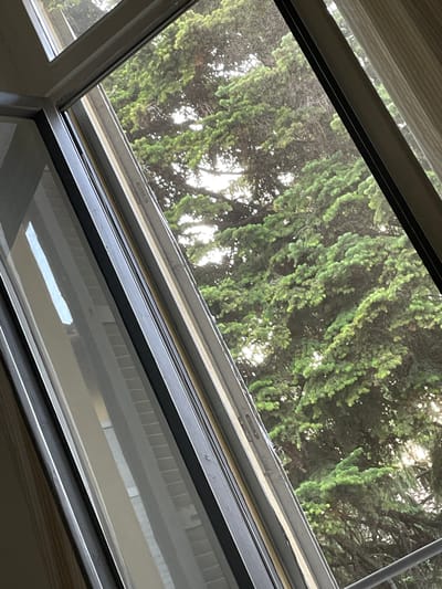 The image shows a view through an open window frame, revealing the dense green foliage of a large tree. The window frame is angled, with a portion of the interior of the room visible on the left, including a reflective surface and horizontal blinds. The exterior view is dominated by the lush branches and needles of the tree, with sunlight filtering through the leaves. The setting appears to be a residential or urban environment, given the presence of the window and interior elements. The image does not provide any specific clues to indicate its location in Piacenza, Italy.