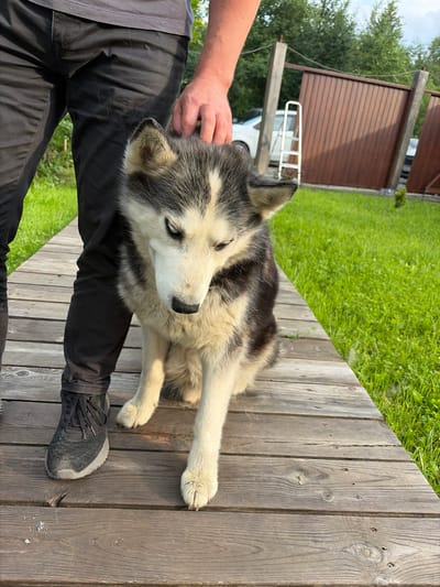 An overhead, medium shot captures a person's left leg and a Siberian Husky dog in a backyard. The person, wearing black pants and a gray t-shirt, stands on a wooden walkway. The pants are covered in light-colored dog hair. The Husky, with distinctive black and white markings and blue eyes, sits on the walkway, facing the viewer and looking down. A human hand is visible petting the dog's head. The background shows a lush green lawn, a brown wooden fence, a white car, and a stepladder. The scene is set in a suburban or rural environment, likely a backyard in Severka, Russia.
