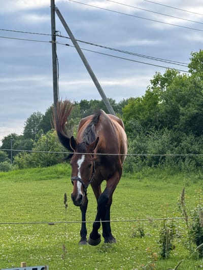 A brown horse with a white blaze on its face is captured in motion, its body bent downwards as if bowing or grazing. The horse is in a lush green field, dotted with small white flowers, with a dense line of trees forming a backdrop. A utility pole with wires runs diagonally across the frame, partially obscuring the horse and the field. The sky above is a mix of blue and white clouds, suggesting a partly cloudy day. The image appears to be taken outdoors in a rural or semi-rural setting, possibly a pasture or paddock. The horse is wearing a bridle. The scene conveys a sense of natural beauty and the gentle presence of the animal. The orientation of the image is vertical.